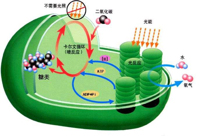 光合作用測(cè)定儀的應(yīng)用